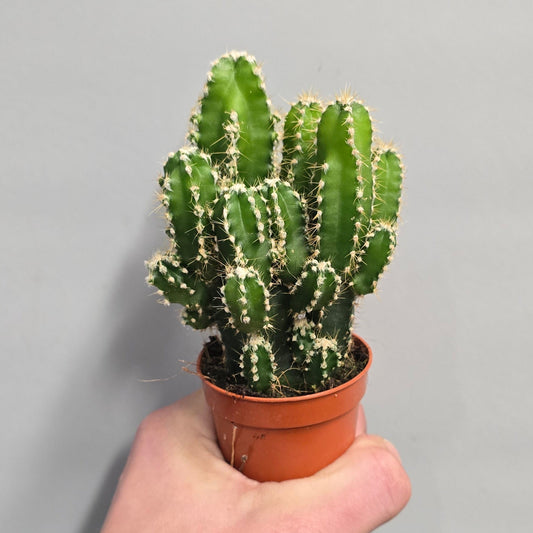 Mini - Peruvian Apple Cactus