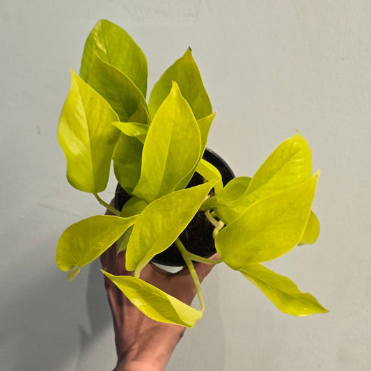 Golden Pothos