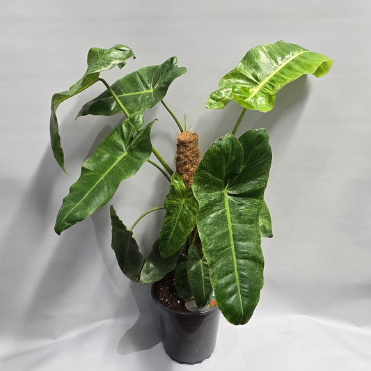 Philodendron Paraiso Verde Variegated - On Pole