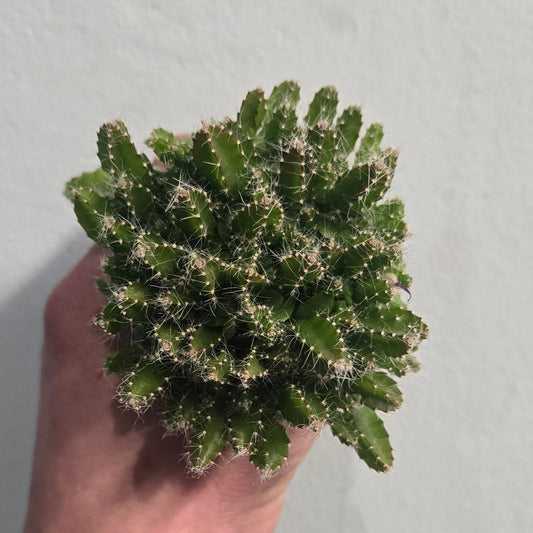 Mini Dragon Fruit Cactus