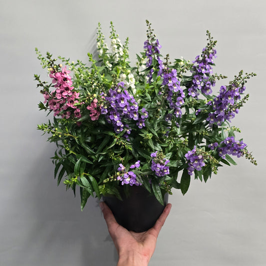 Angelonia - Trio Mix