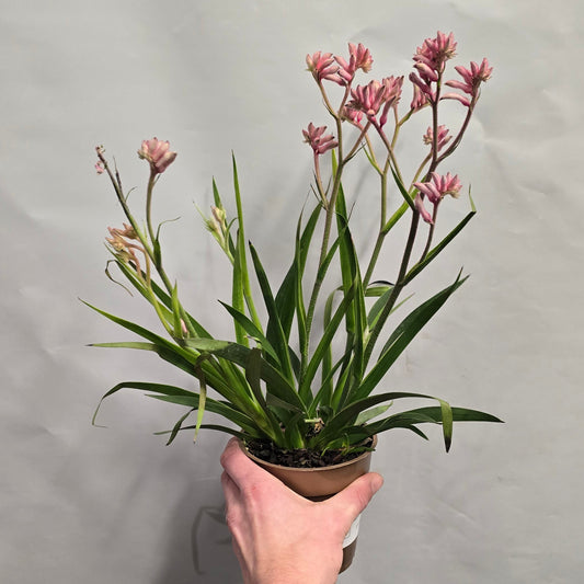 Kangaroo Paws - Anigozanthos