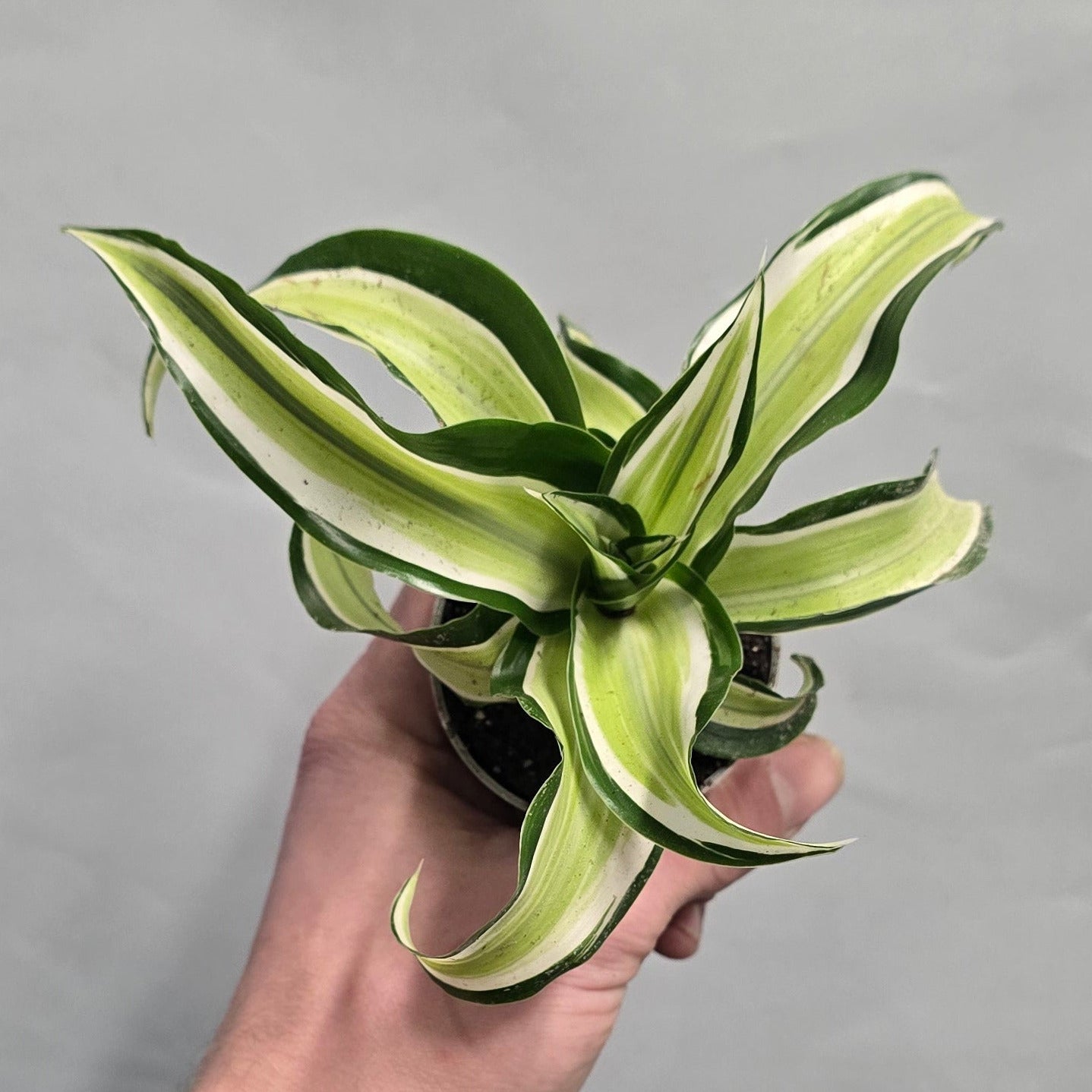 Mini - Dracaena fragrans Malaika