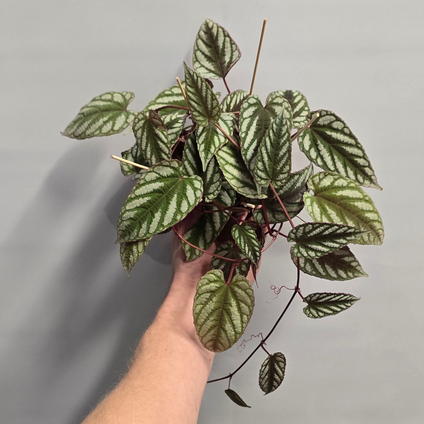 Cissus Discolor - Fake Begonia Vine (Collectors)