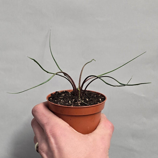 Alocasia Flying Squid