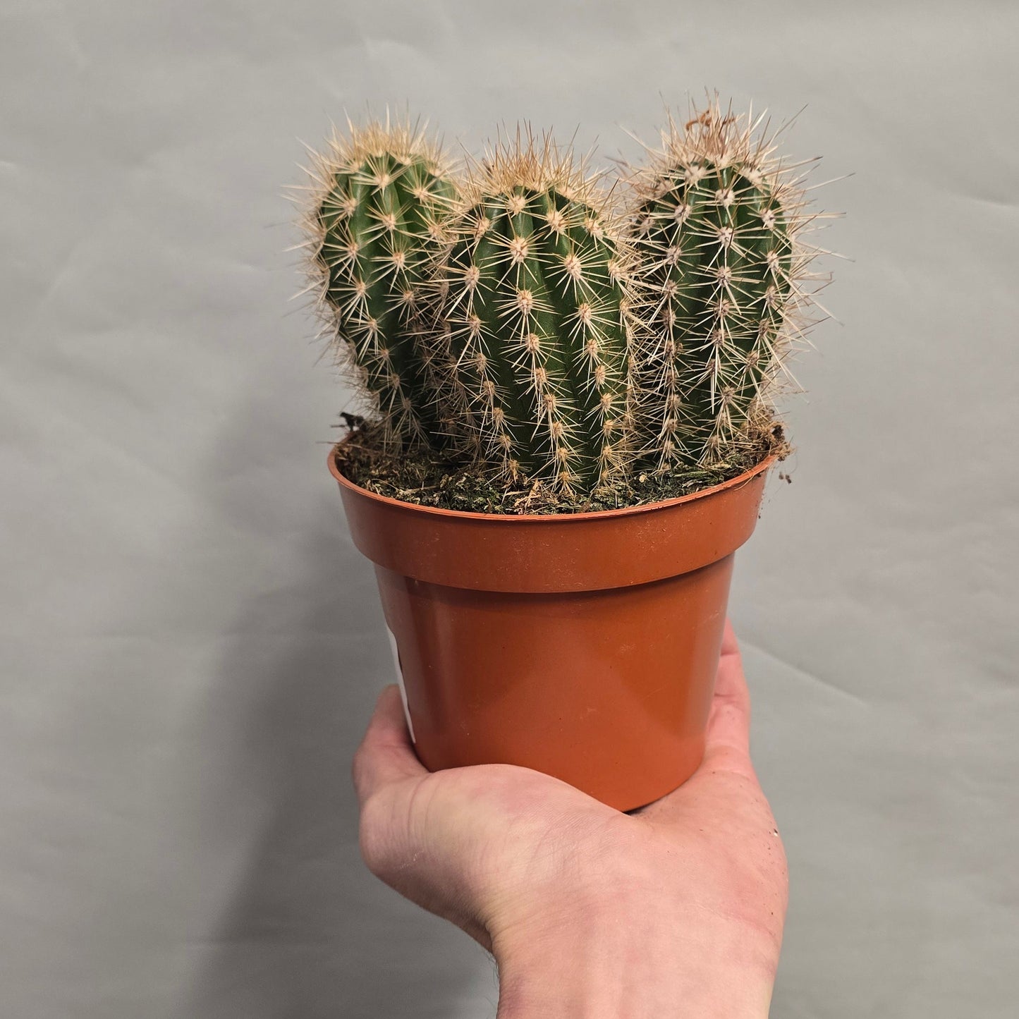 Mixed Cactus