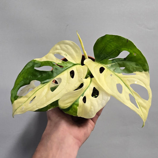 Monstera Adansonii Variegata