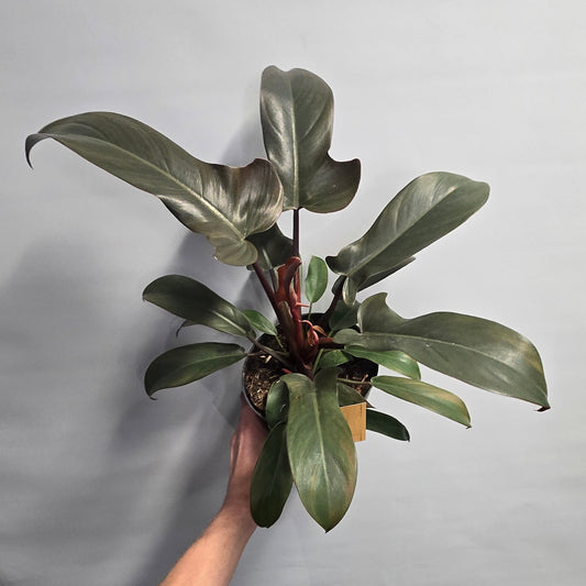 Philodendron Florida Bronze