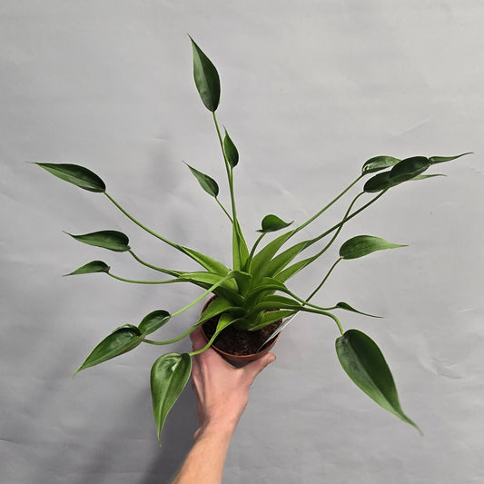 Alocasia Tiny dancer