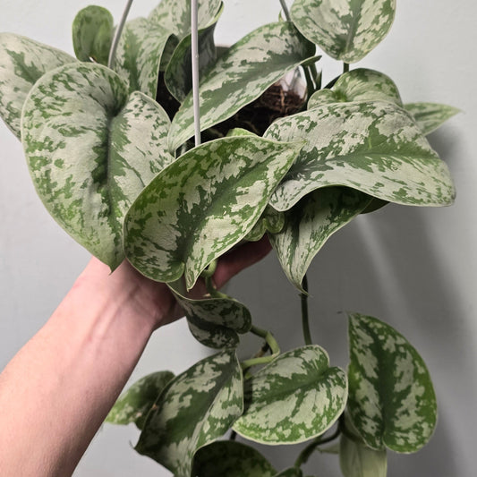 Hanging - Silver Satin Pothos