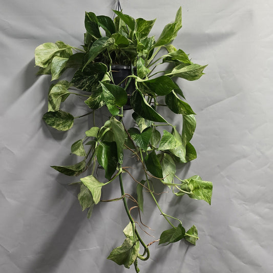 Hanging - Marble Queen Pothos