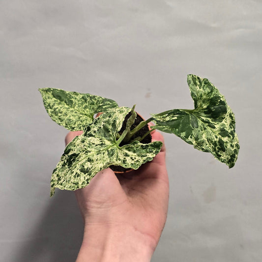 Mini - Syngonium Mottled