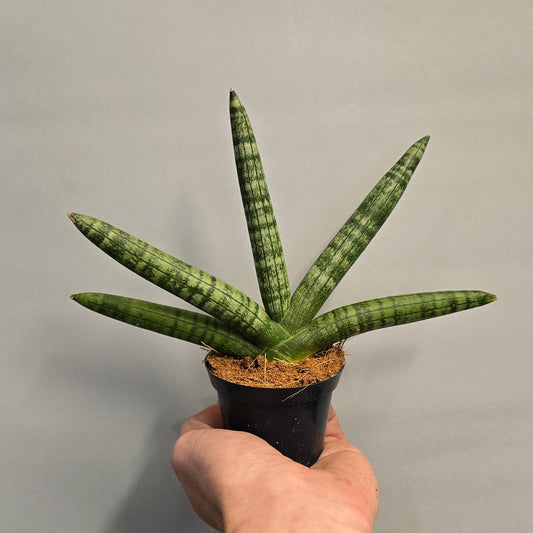 Mini - Sansevieria Skyline