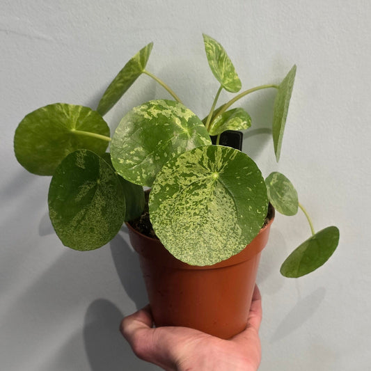 Variegated - Chinese Money Plant