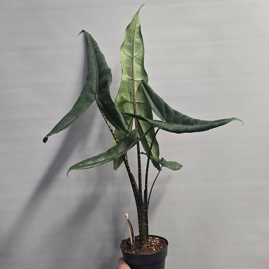 Alocasia Zebrina