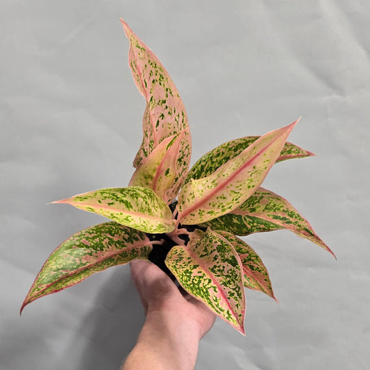 Aglaonema - Prestige