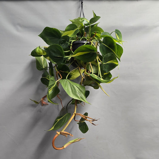 Hanging - Philodendron Scandens Brazil