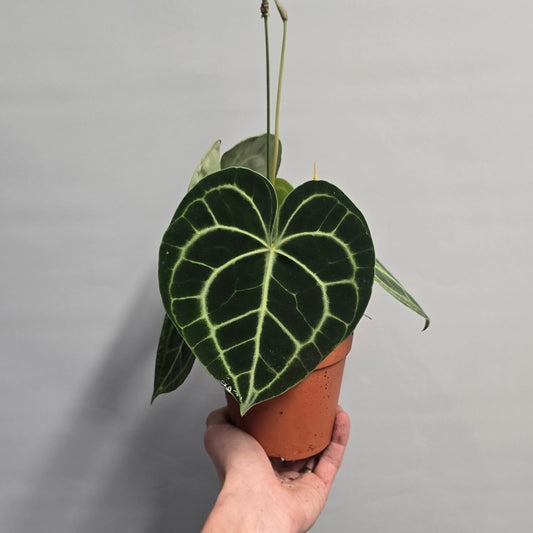 Anthurium Crystalline