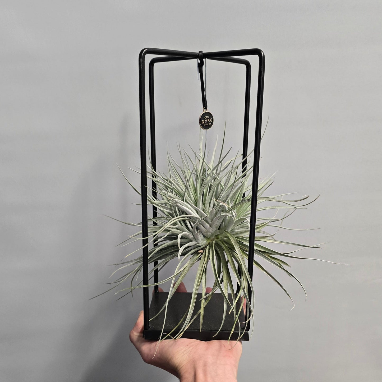 Tillandsia In Cube Stand