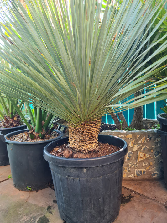 Yucca Rostrata