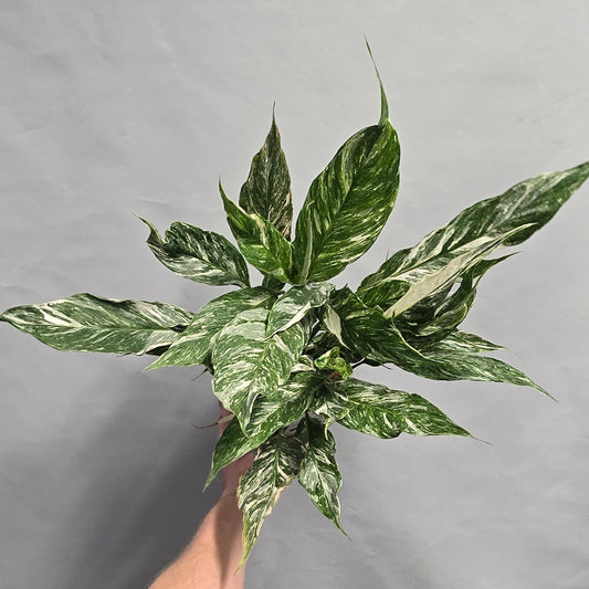 Variegated Peace Lilly - Spathiphyllum Diamond