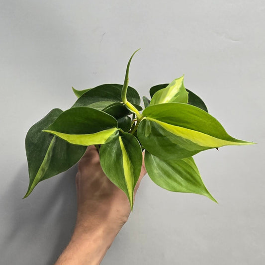 Mini - Philodendron Scandens Brazil