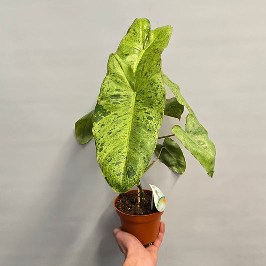 Philodendron Paraiso Verde Variegated