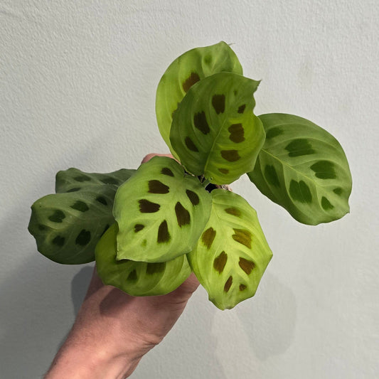 Mini - Maranta - Prayer Plant