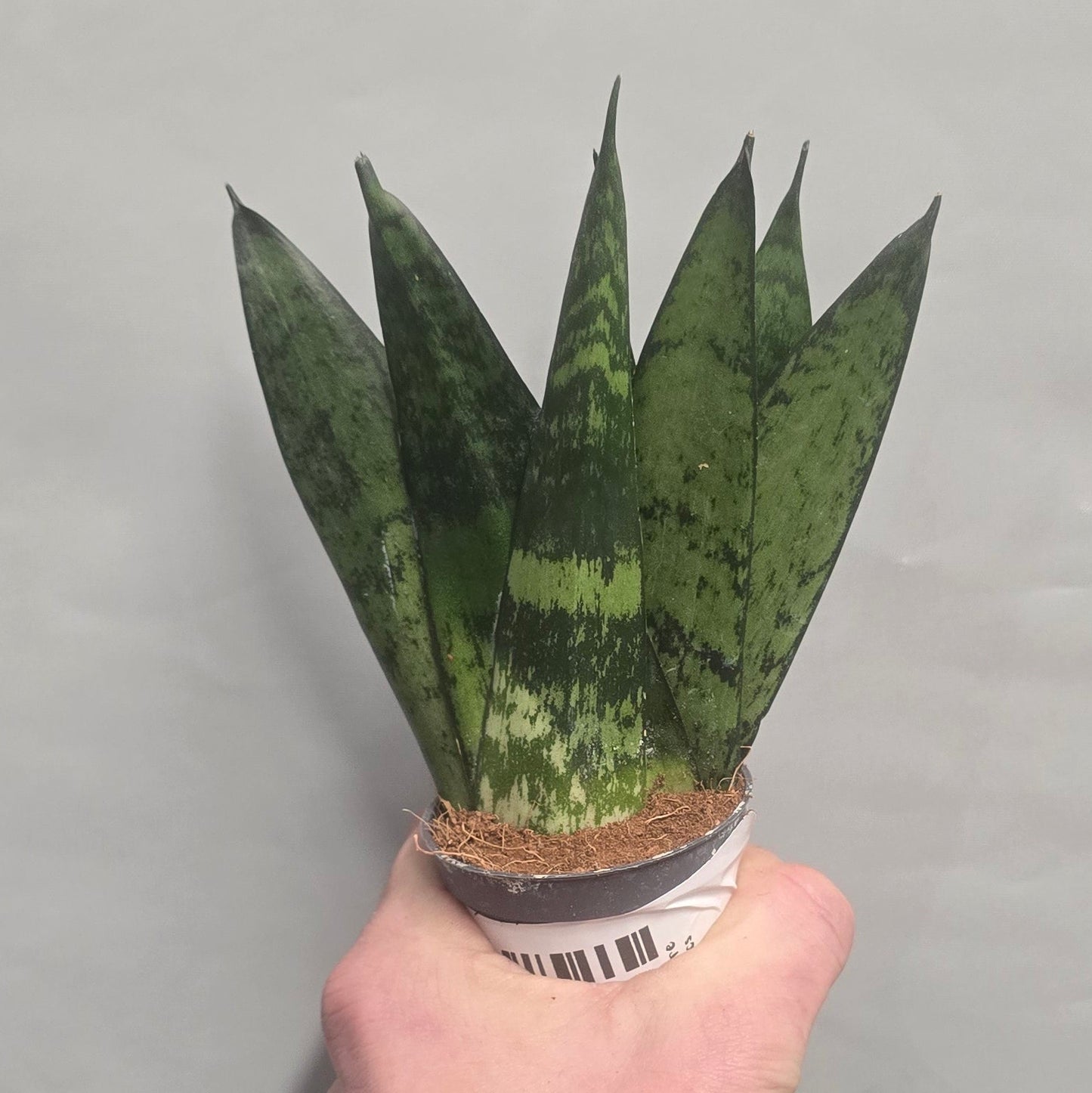 Mini - Sanseveria Zeylanica Fan