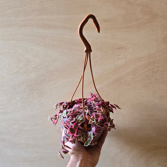 Hanging - Pink Crassula Marginalis