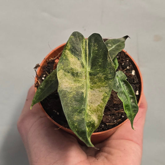 Alocasia Polly Yellow Variegated