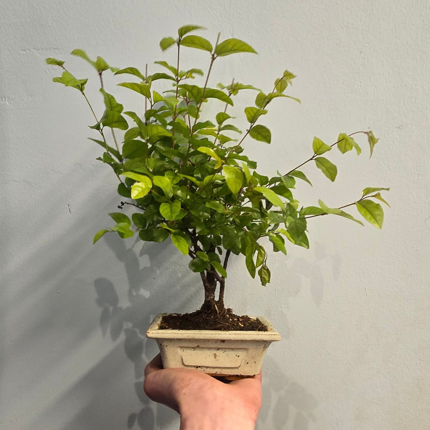 Bonsai Trees - Mixed