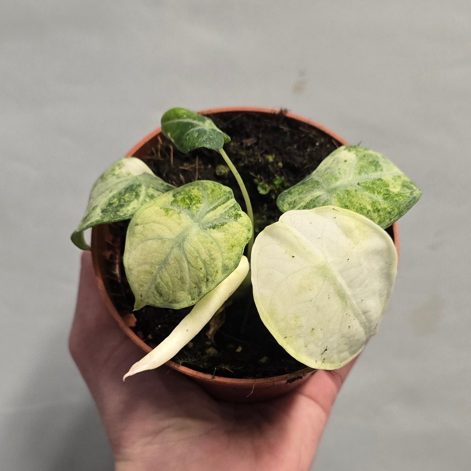 Alocasia Ninja Tricolor – Yorkshire Exotic Plants