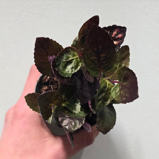 Mini/Small Red Ivy