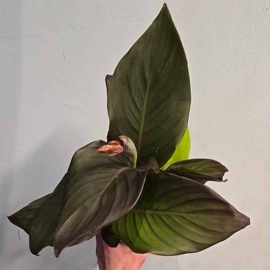 Canna - Pacific Beauty