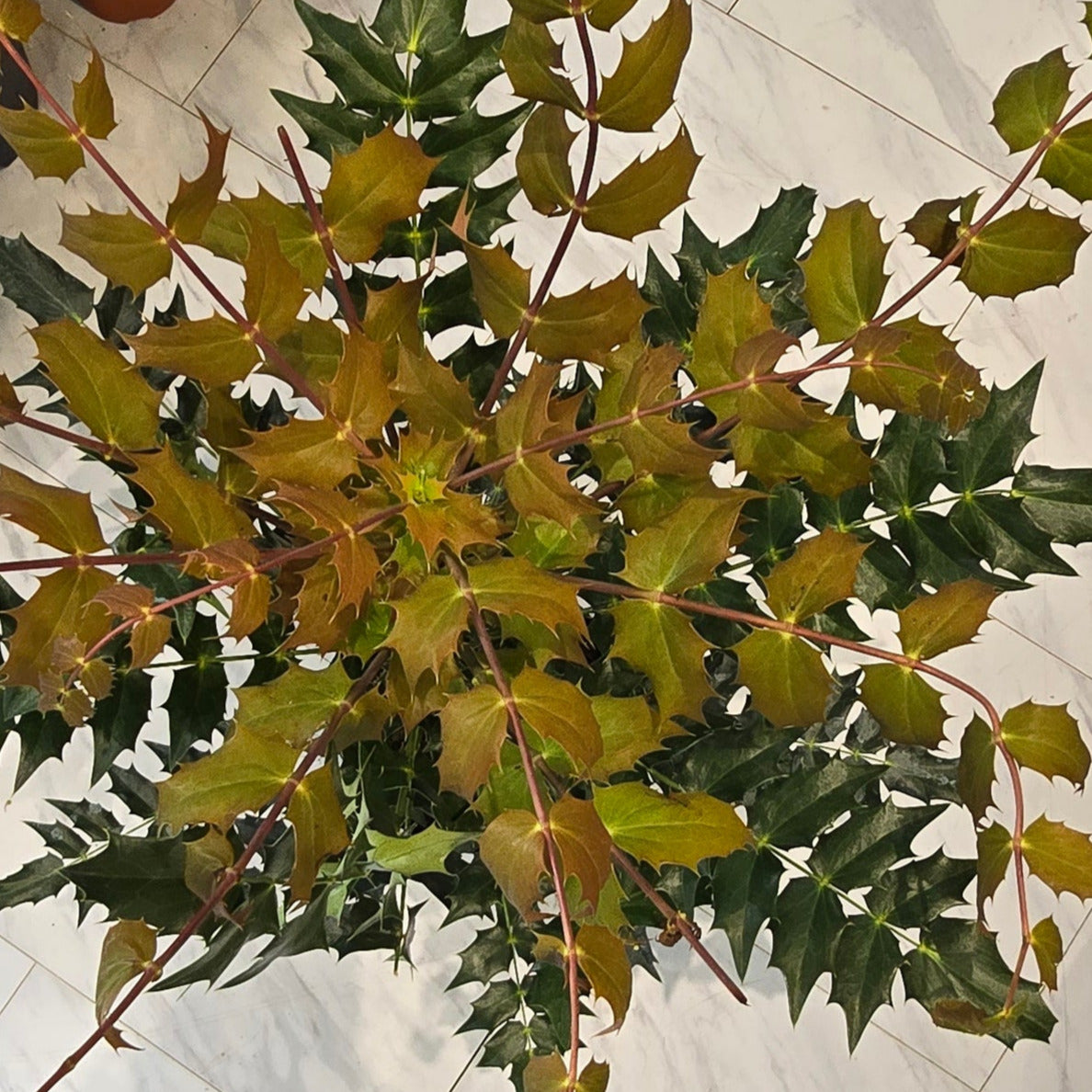 Mahonia - Charity