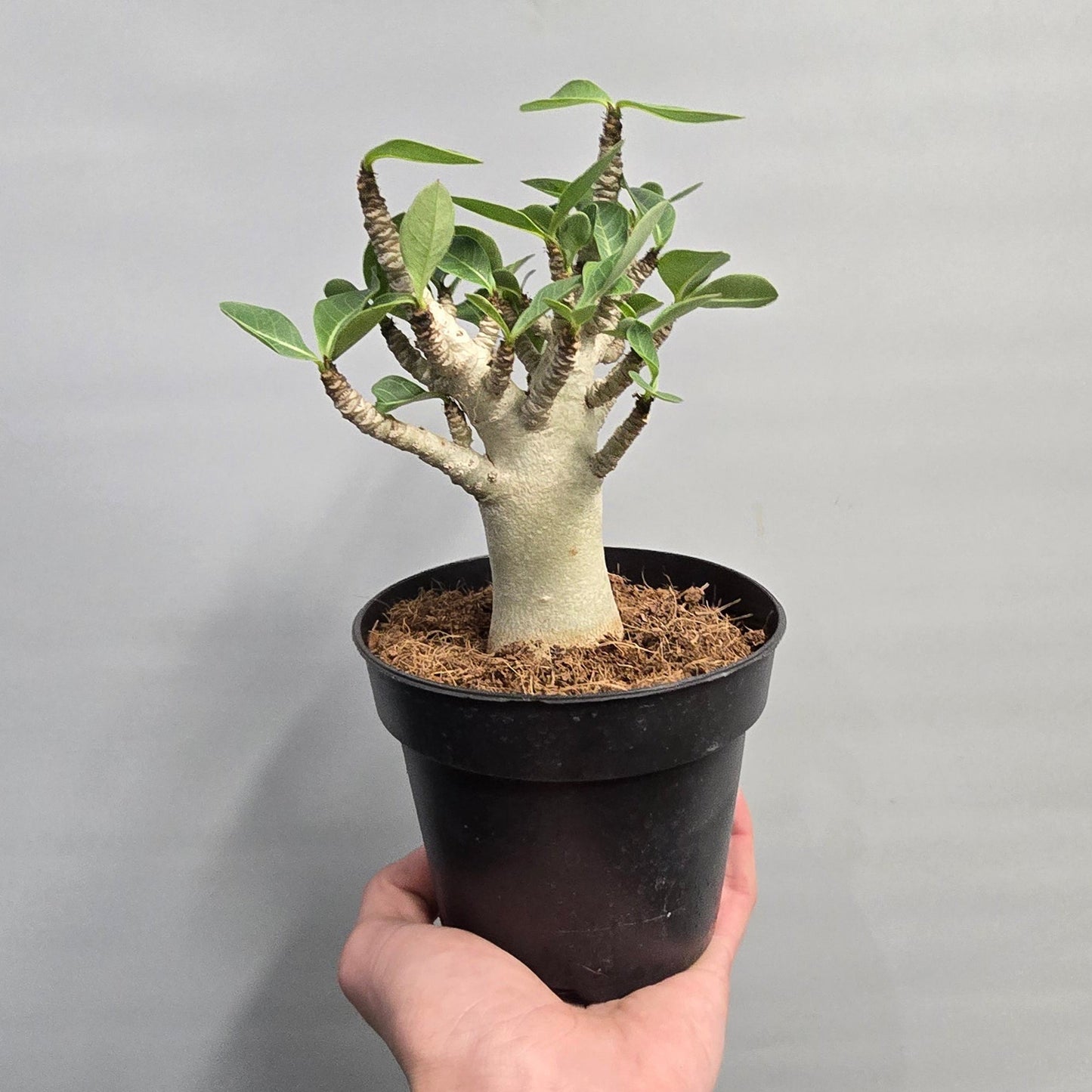 Desert Rose - Adenium Obesum Baobab