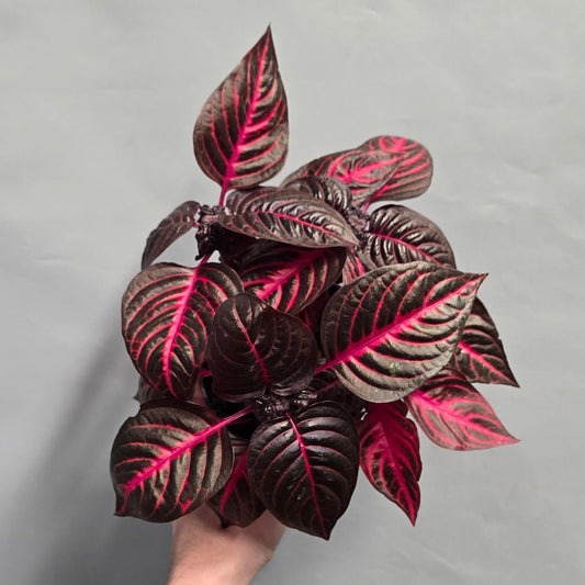 Iresine Herbstii Rich Redstar