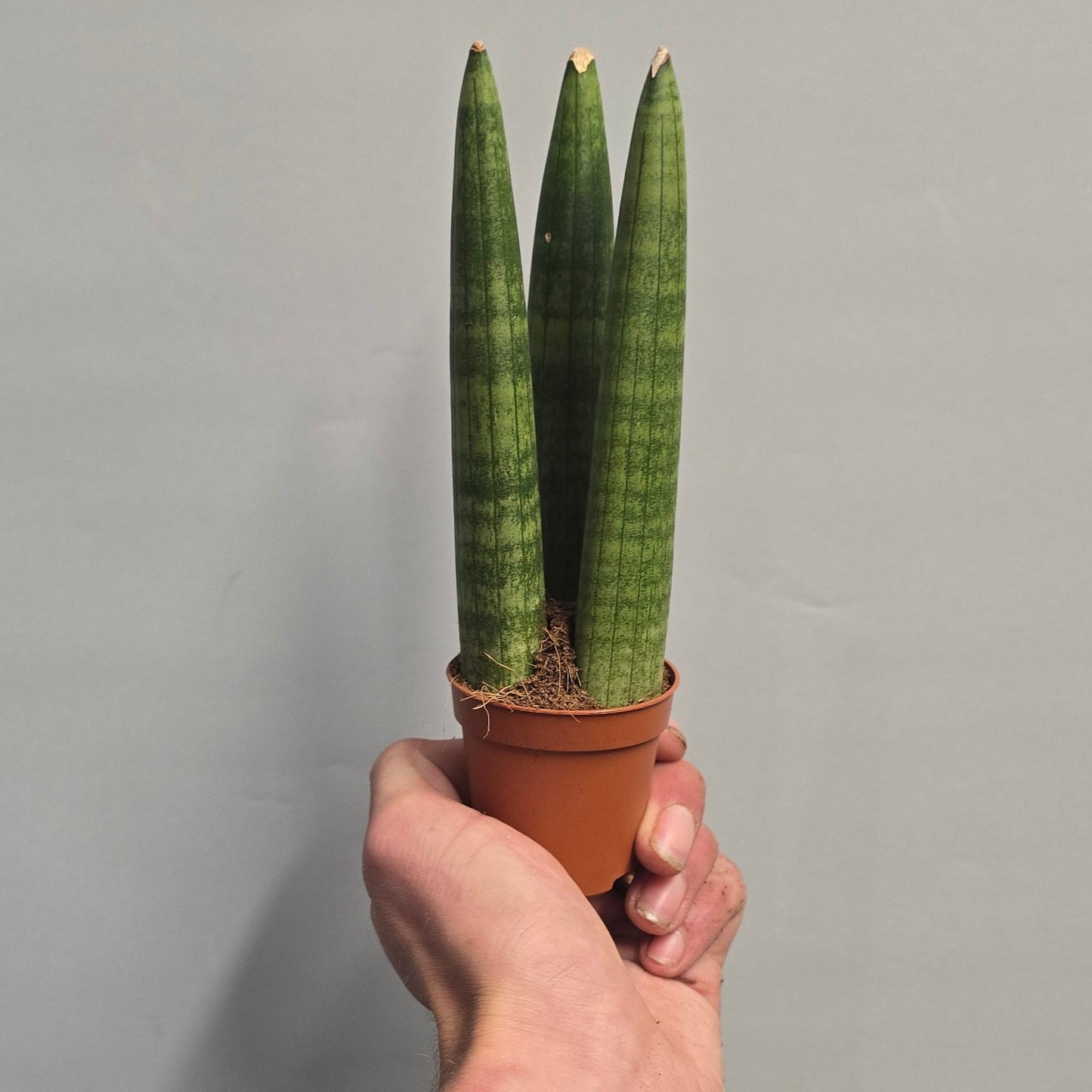 Mini - Sansevieria Cylindrica Straight