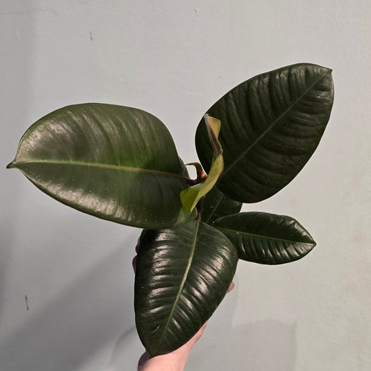 Ficus Robusta Rubber Plants 30-40cm (Rescue)