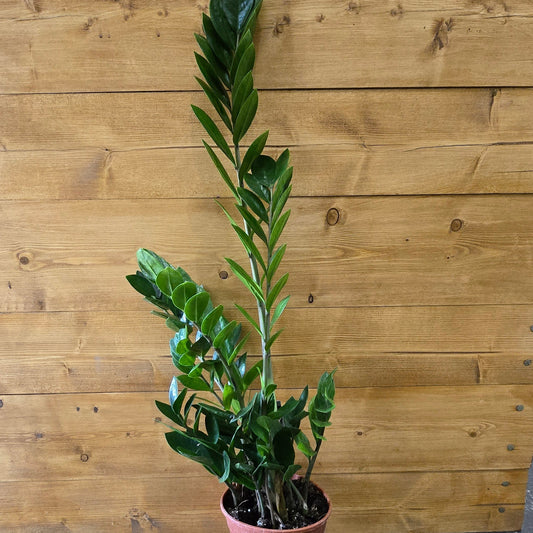 ZZ - Zamioculcas Zamifolia 70-80cm
