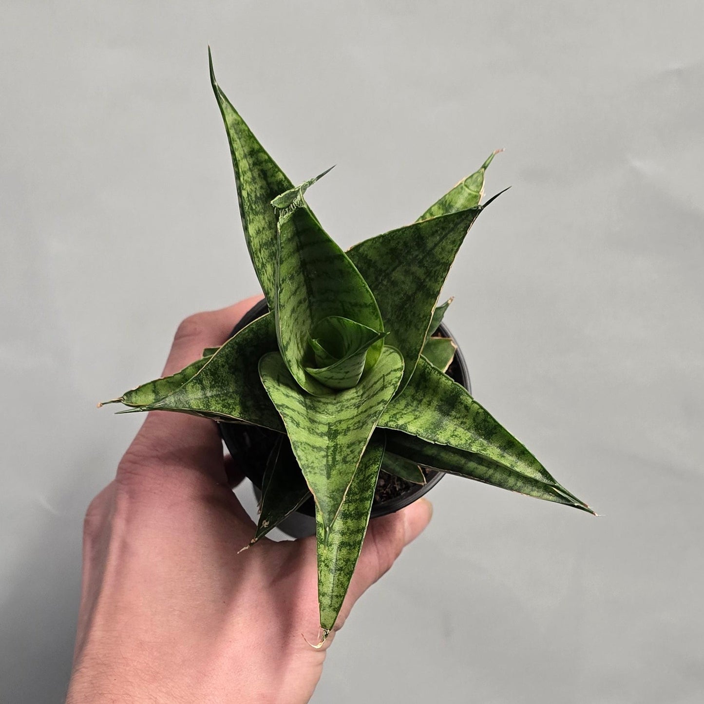 Sansevieria Collectors Mix