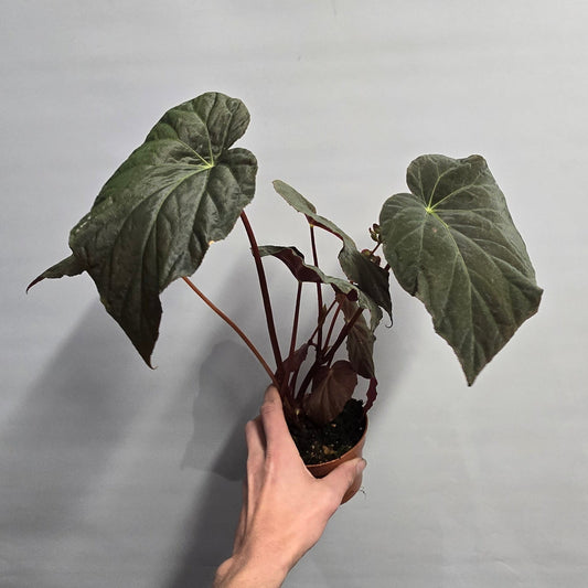 Begonia Pavonina