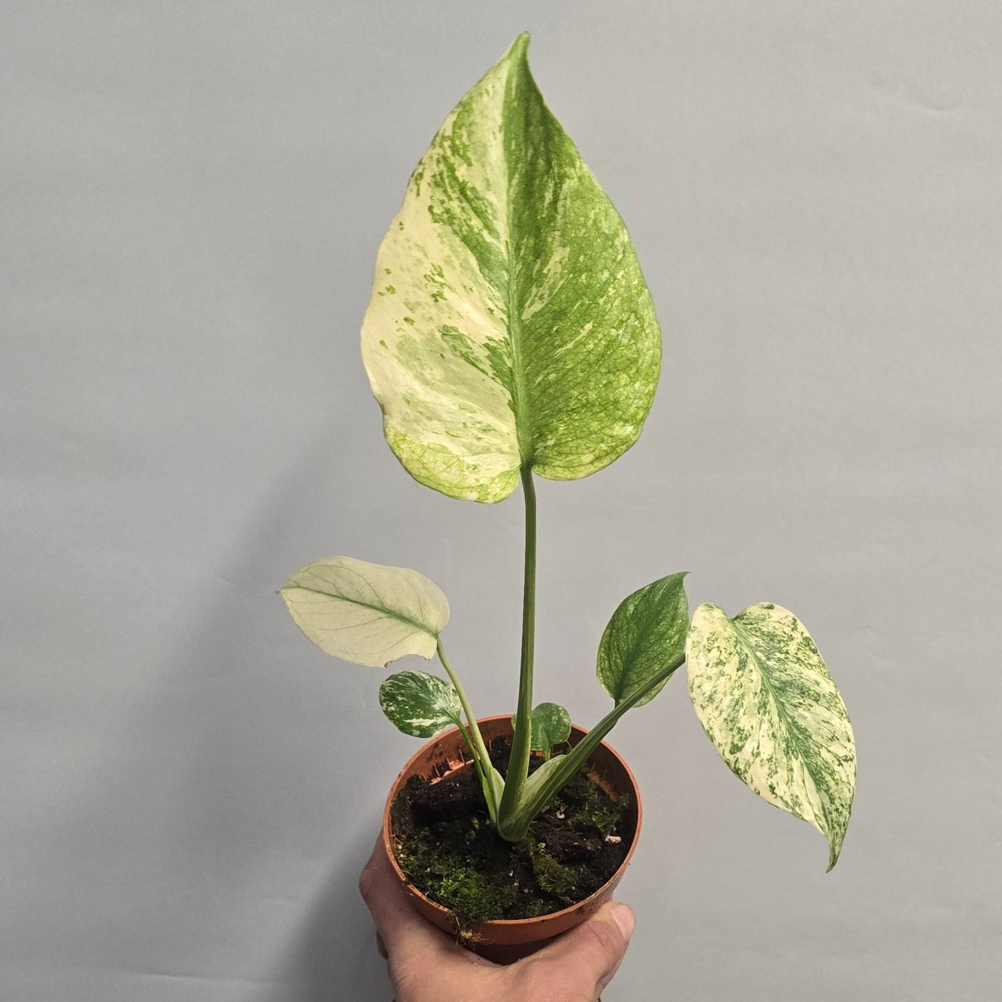 Monstera Deliciosa Mint