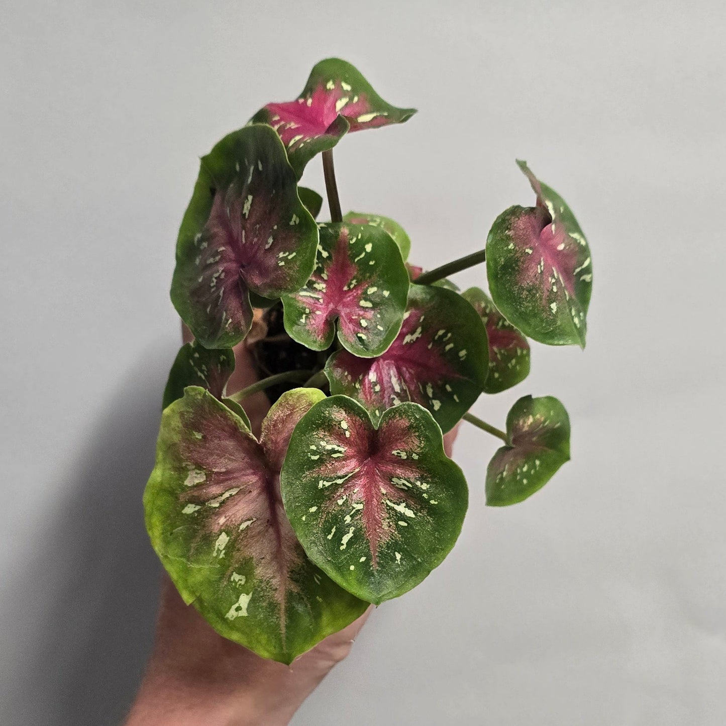 Mini Caladiums - Mixed Options
