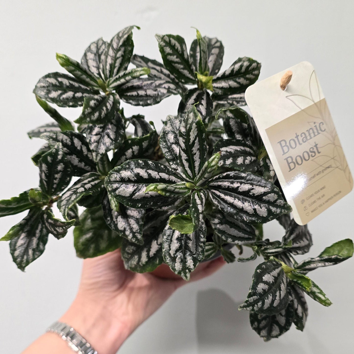 Pilea cadierei - Aluminum