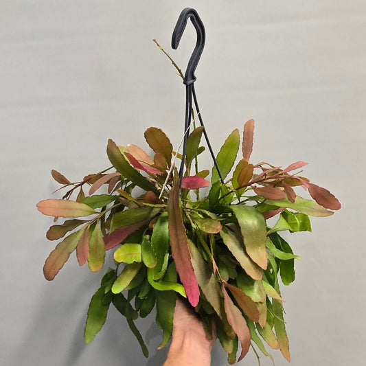 Hanging Rhipsalis - Red Coral
