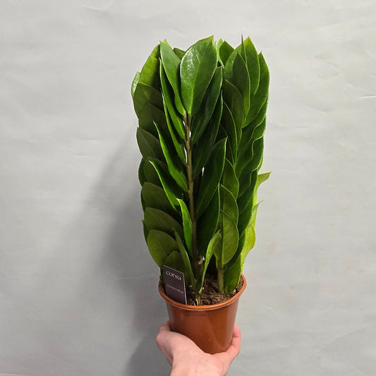 ZZ - Zamioculcas Zamiifolia Tower