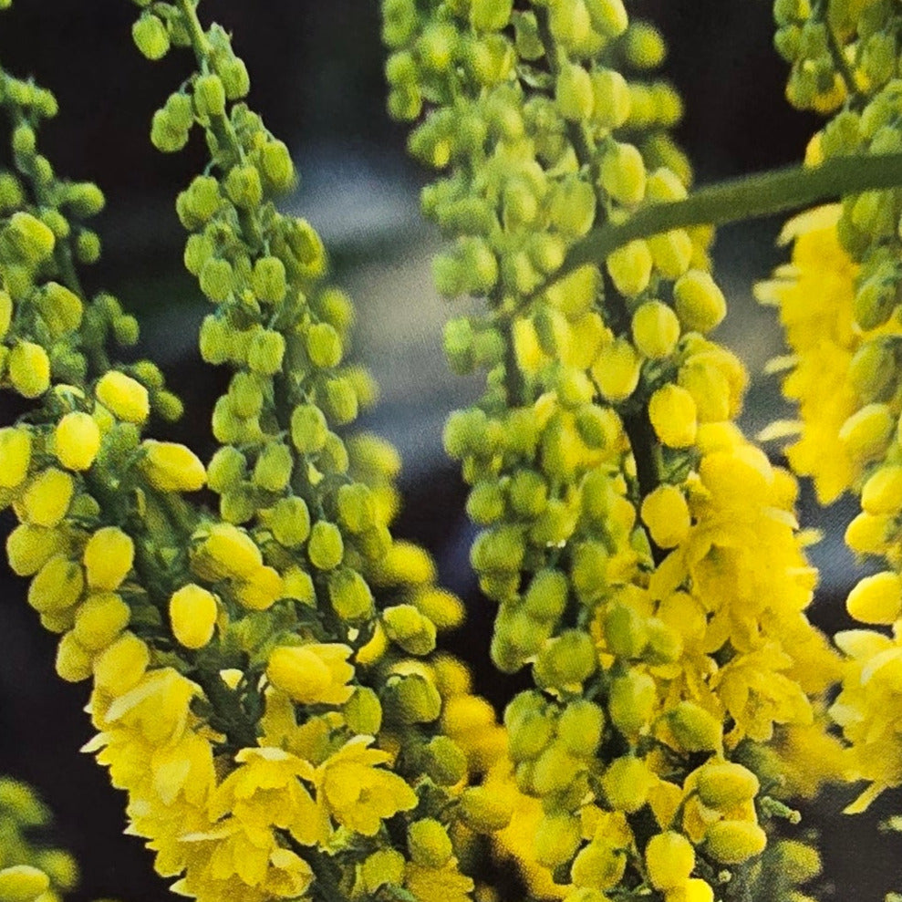 Mahonia - Charity