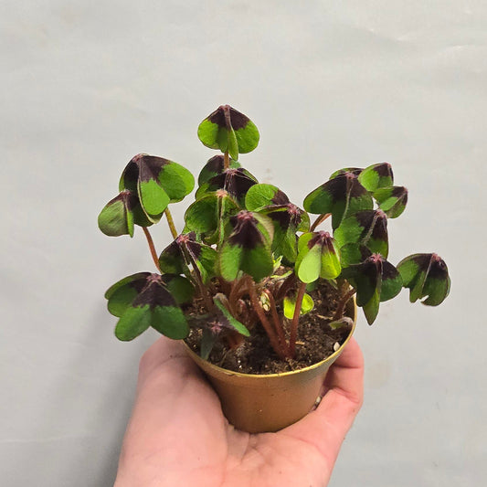 Mini - Oxalis Deppei